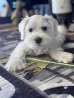  Bentley, a male Miniature Schnauzer for sale in Mobile, AL – 1 of 6