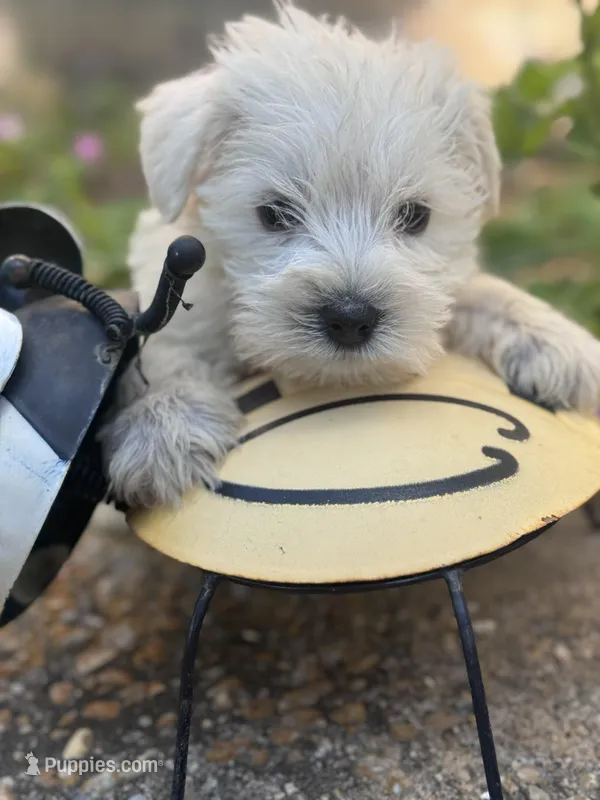  Bentley – Miniature Schnauzer puppy for sale in Mobile, AL