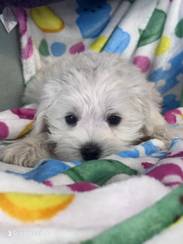  Bentley – Miniature Schnauzer puppy for sale in Mobile, AL
