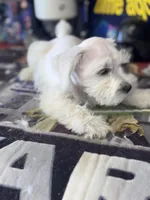  Bentley, a male Miniature Schnauzer for sale in Mobile, AL – 4 of 6