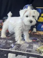  Bentley, a male Miniature Schnauzer for sale in Mobile, AL – 6 of 6