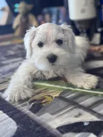  Bentley, a male Miniature Schnauzer for sale in Mobile, AL – 2 of 6