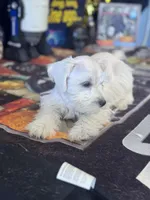  Bentley, a male Miniature Schnauzer for sale in Mobile, AL – 3 of 6