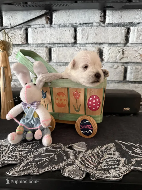  Bentley – Miniature Schnauzer puppy for sale in Mobile, AL