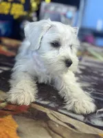  Bentley, a male Miniature Schnauzer for sale in Mobile, AL – 5 of 6