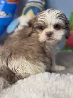 Joffery, a male Shih Tzu for sale in Mobile, AL – 4 of 6