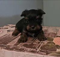 Thia, a female Yorkshire Terrier for sale in Grand Bay, AL – 4 of 6