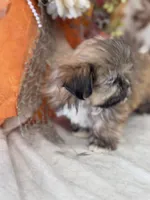 Peanut, a male Shih Tzu for sale in Grand Bay, AL – 2 of 5