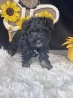 Schnuggles, a female Schnoodle for sale in Grand Bay, AL – 5 of 5