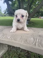 Fauna, a female Maltipoo for sale in Mobile, AL – 3 of 4