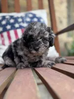 Blue, a male Poodle - Miniature  for sale in Mobile, AL – 4 of 4