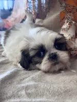 Satin , a female Shih Tzu for sale in Grand Bay, AL – 2 of 3