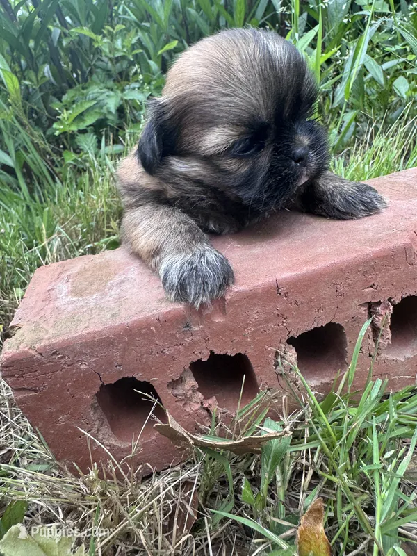 Fanny – Shih Tzu puppy for sale in Mobile, AL