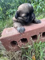 Fanny, a female Shih Tzu for sale in Mobile, AL – 1 of 5