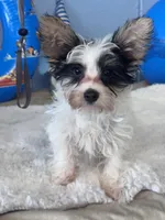 Jake, a male Yorkshire Terrier for sale in Mobile, AL – 3 of 3