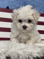 Flower, a female Maltese for sale in Mobile, AL – 4 of 4
