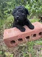 Ziggy, a male Poodle - Toy  for sale in Mobile, AL – 3 of 3