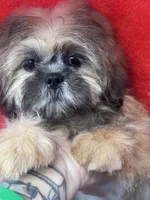 Daemon, a male Shih Tzu for sale in Mobile, AL – 6 of 7