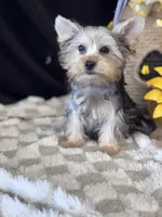Sir Sly, a male Yorkshire Terrier for sale in Grand Bay, AL – 2 of 5