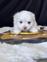 Girasol, a male Maltese for sale in Mobile, AL – 1 of 4