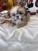 Lolly, a female Shih Tzu for sale in Grand Bay, AL – 3 of 6