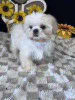Knight, a male Shih Tzu for sale in Grand Bay, AL – 6 of 6