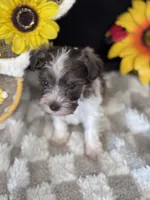 Percy, a male Miniature Schnauzer for sale in Grand Bay, AL – 2 of 6