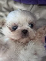 Snuggles , a female Shih Tzu for sale in Mobile, AL – Photo 2 of 3