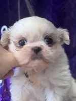 Snuggles , a female Shih Tzu for sale in Mobile, AL – Photo 3 of 3