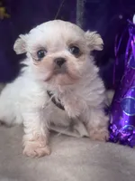 Snuggles , a female Shih Tzu for sale in Mobile, AL – Photo 1 of 3