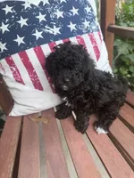 Little Darby, a male Poodle - Toy  for sale in Mobile, AL – 3 of 3