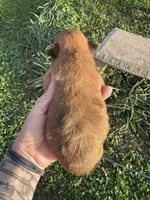 Hopkins, a female Shih Tzu for sale in Mobile, AL – Photo 4 of 4