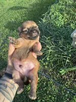 Hopkins, a female Shih Tzu for sale in Mobile, AL – Photo 3 of 4