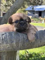 Hopkins, a female Shih Tzu for sale in Mobile, AL – Photo 2 of 5