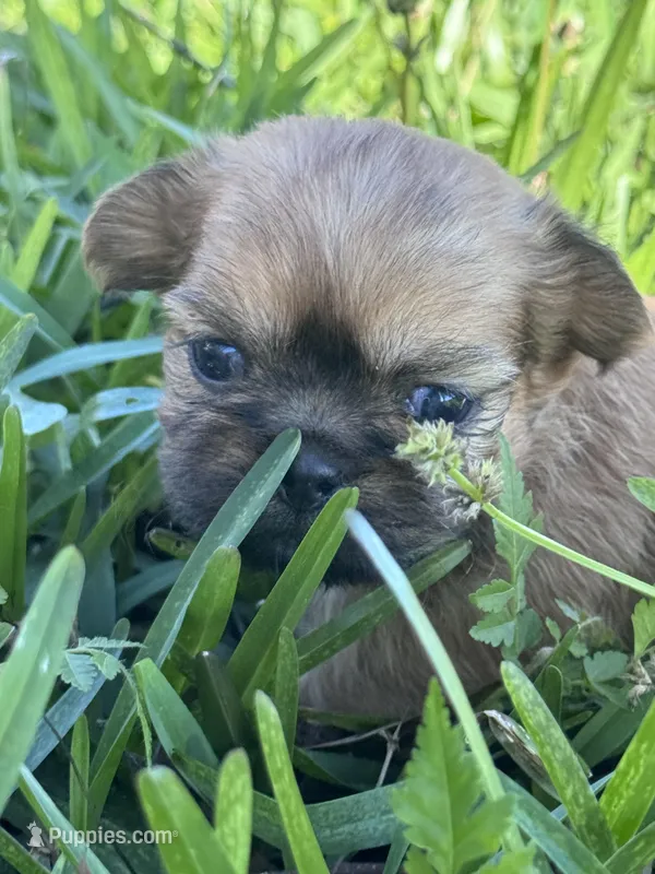 Hopkins – Shih Tzu puppy for sale in Mobile, AL