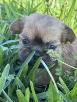 Hopkins, a female Shih Tzu for sale in Mobile, AL – Photo 1 of 5