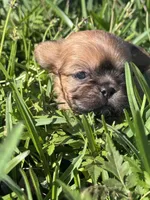 Hopkins, a female Shih Tzu for sale in Mobile, AL – Photo 3 of 5