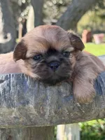 Hopkins, a female Shih Tzu for sale in Mobile, AL – Photo 5 of 5