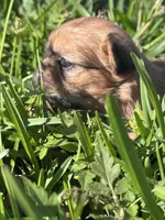 Hopkins, a female Shih Tzu for sale in Mobile, AL – Photo 4 of 5
