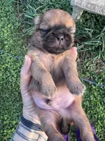 Hopkins, a female Shih Tzu for sale in Mobile, AL – Photo 2 of 4