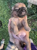 Hopkins, a female Shih Tzu for sale in Mobile, AL – Photo 1 of 4