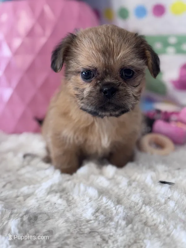 Hopkins – Shih Tzu puppy for sale in Mobile, AL