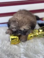 Fanny, a female Shih Tzu for sale in Mobile, AL – 3 of 3