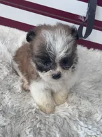 Amir, a male Shichon for sale in Mobile, AL – 1 of 4