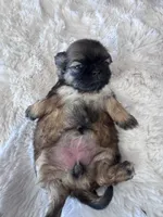 Zorie, a female Shih Tzu for sale in Mobile, AL – 3 of 3