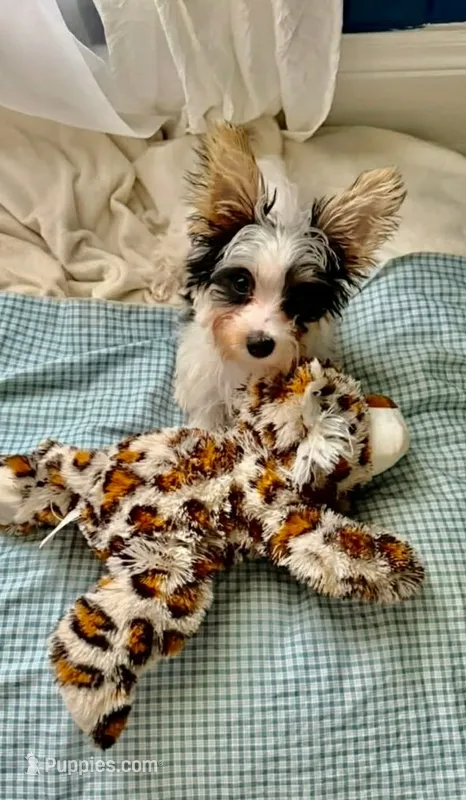Jake – Yorkshire Terrier puppy for sale in Mobile, AL
