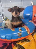 Sassy Frassy, a female Chihuahua for sale in Mobile, AL – 6 of 6