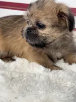 Tzu tzu, a female Shih Tzu for sale in Mobile, AL – 2 of 4
