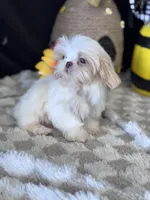Laden, a male Shih Tzu for sale in Grand Bay, AL – 3 of 6