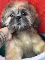Daemon, a male Shih Tzu for sale in Mobile, AL – 3 of 7